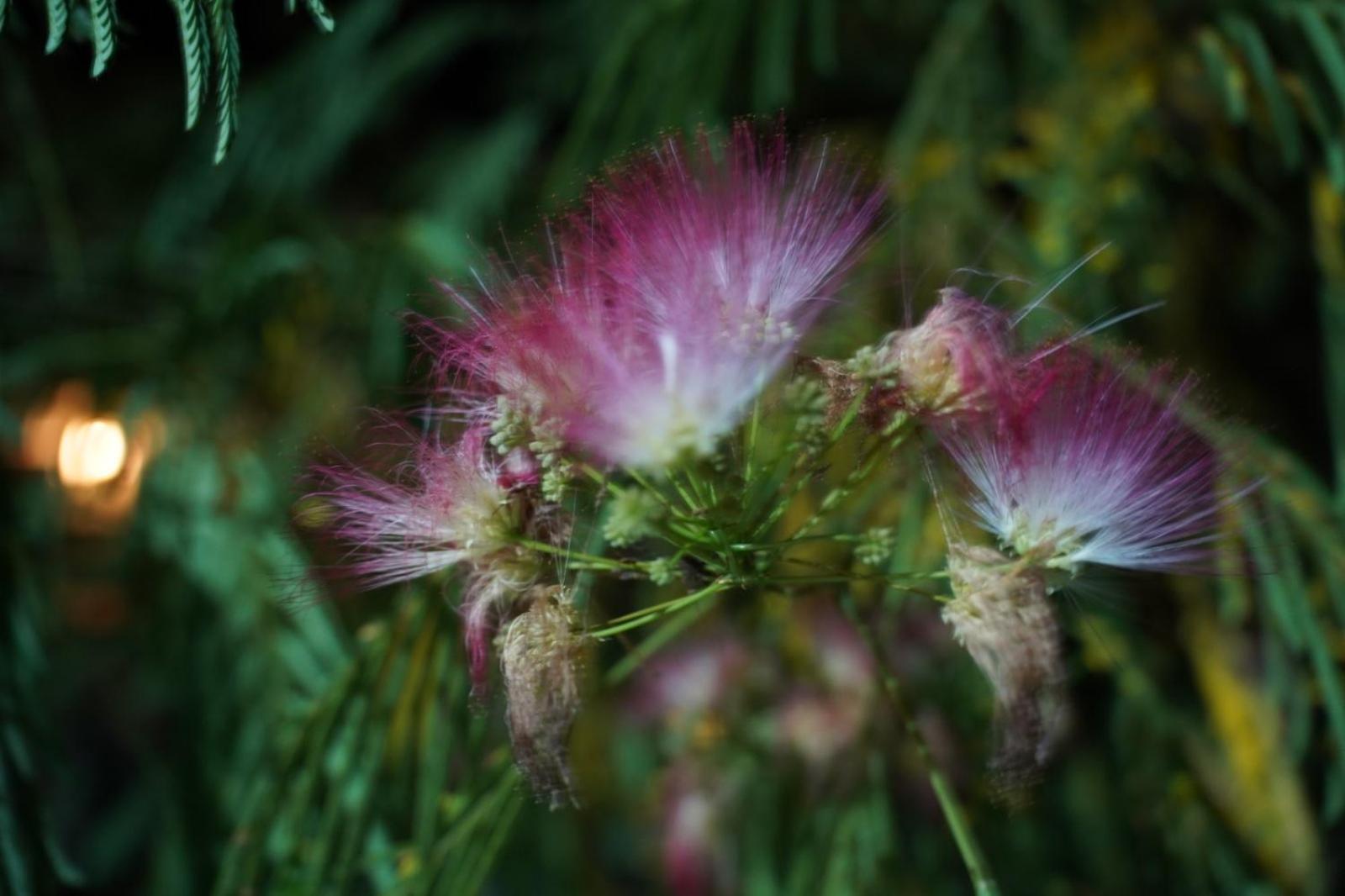 Passiflora Ξενοδοχείο Voineasa Εξωτερικό φωτογραφία